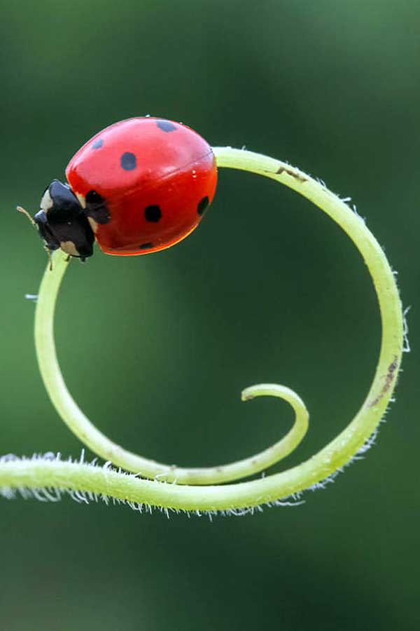 coccinelle